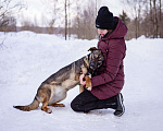 Собаки в Москве: Открытая и жизнерадостная собака в дар Девочка, Бесплатно - фото 4