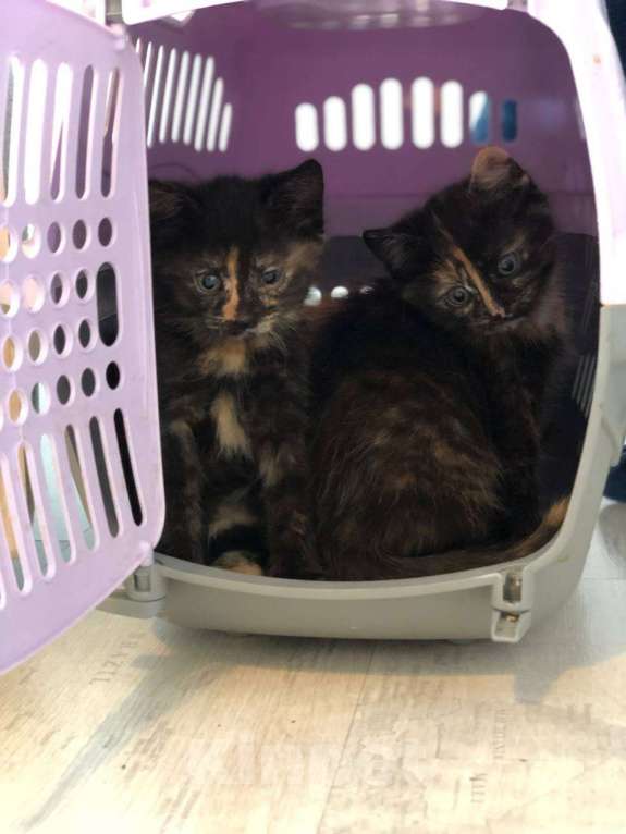 Кошки в Дмитрове: Котенок девочка Девочка, Бесплатно - фото 2