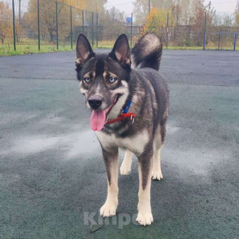 Собаки в Москве: Хаски Джуна ищет дом Девочка, Бесплатно - фото 5