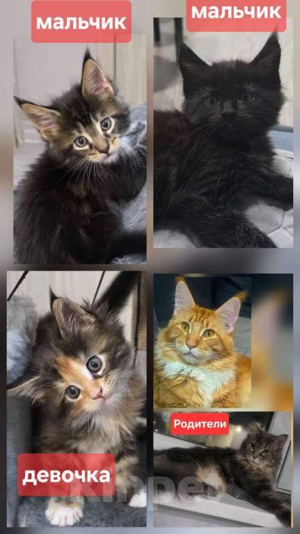 Кошки в Краснодаре: Котята мейн-кун Разнополые, 14 000 руб. - фото 1