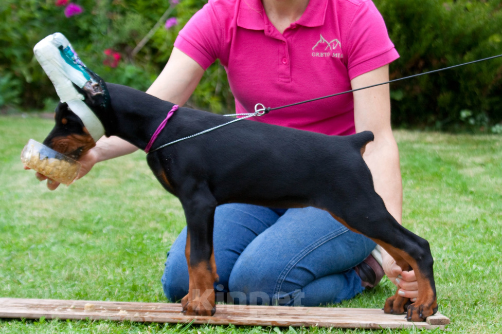 Собаки в Москве: Щенок добермана, РКФ, от чемпионов Девочка, 100 000 руб. - фото 8