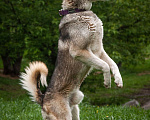 Собаки в Москве: Молодой метис хаски, волчонок Вольф ищет семью Мальчик, 111 руб. - фото 8