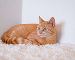 Кошки в Рязани: Рыжая кошка в дар, Бесплатно - фото 9