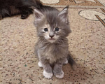 Кошки в Колпашево: Котята Мейн-кун, 8 000 руб. - фото 3