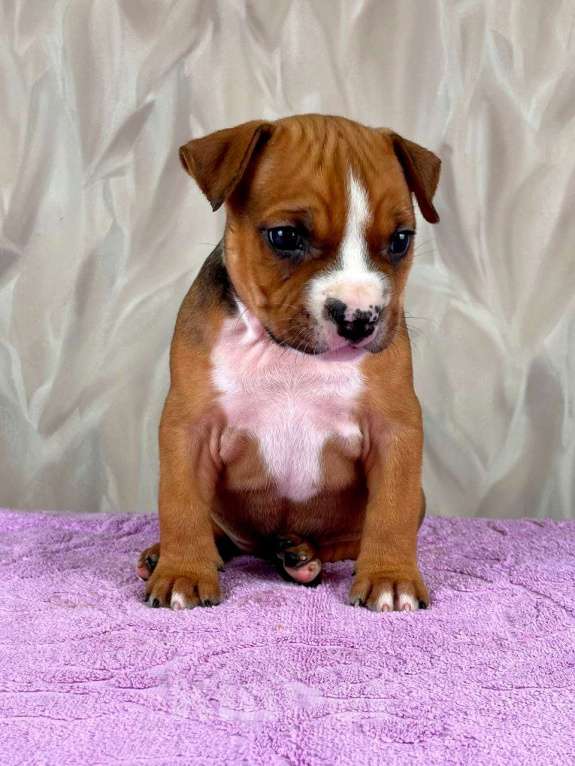 Собаки в Москве: Очаровательная малышка амстаффа  Девочка, 35 000 руб. - фото 7