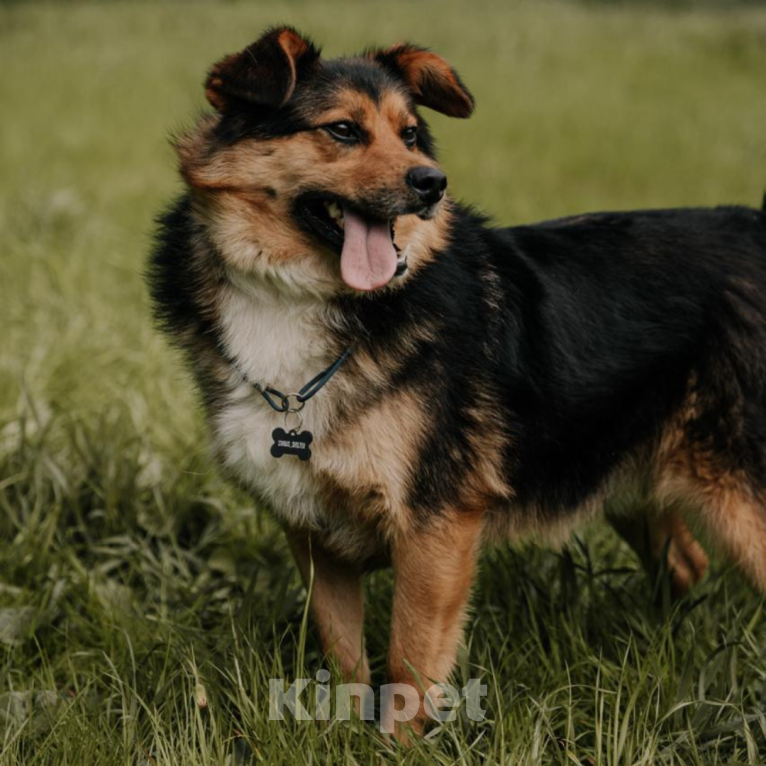 Собаки в Москве: Бантик Мальчик, Бесплатно - фото 2