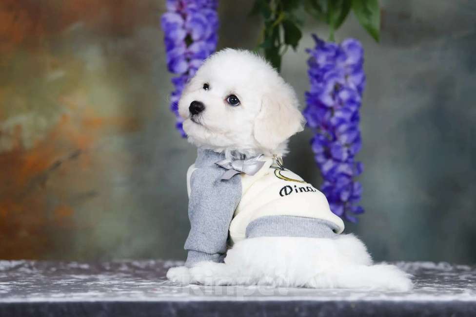 Собаки в Новосибирске: Бишон фризе. Мальчик, 110 000 руб. - фото 7