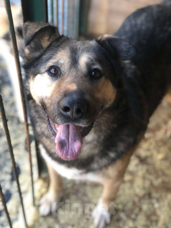 Собаки в Москве: Чудесный Гранд из приюта покорит Вас своим позитивом Мальчик, Бесплатно - фото 3