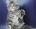 Кошки в Уфе: Котенок мейн-кун Мальчик, 30 000 руб. - фото 3