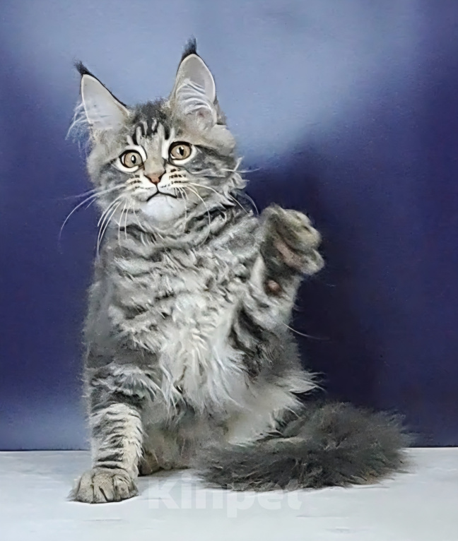 Кошки в Уфе: Котенок мейн-кун Мальчик, 30 000 руб. - фото 3