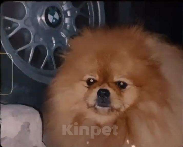 Собаки в Симферополе: Вязка, 5 000 руб. - фото 1