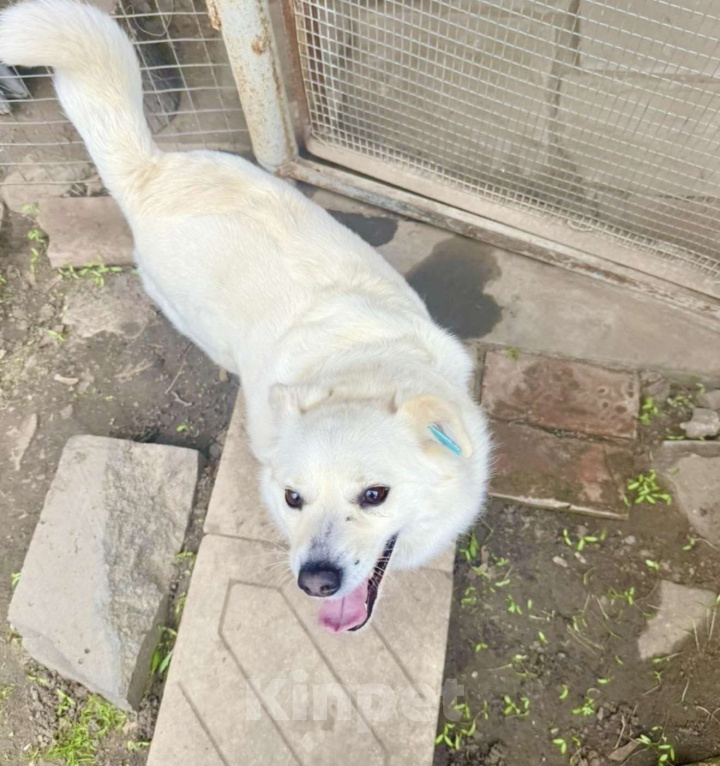 Собаки в Ростове-на-Дону: Бельчонок ищет дом и семью  Мальчик, Бесплатно - фото 9