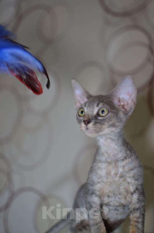 Кошки в Ливны: Котята Девон Рекс элитные, 20 000 руб. - фото 1