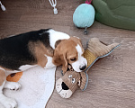 Собаки в Курске: Девочка Бигль 🐶 Девочка, 25 000 руб. - фото 5