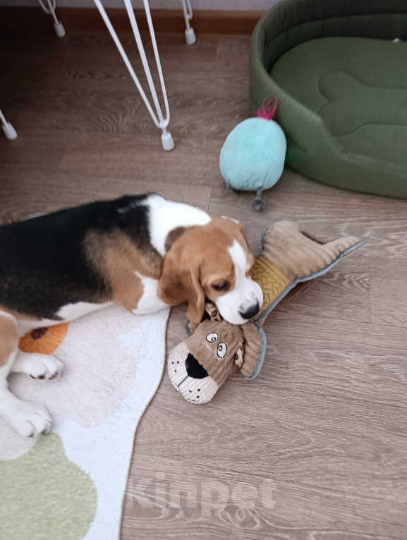 Собаки в Курске: Девочка Бигль 🐶 Девочка, 25 000 руб. - фото 5