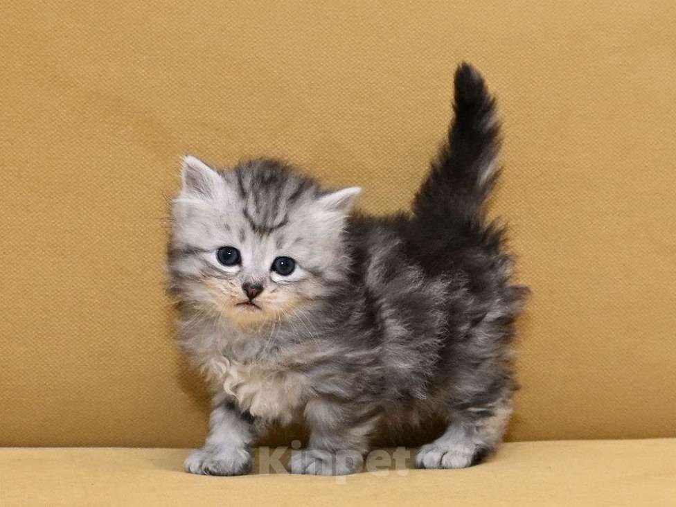 Кошки в Зеленограде: Сибирский котёнок Мальчик, 70 000 руб. - фото 3