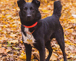 Собаки в Москве: Барри - маленький черный бриллиант в добрые руки Мальчик, 10 руб. - фото 7