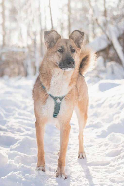 Собаки в Москве: Шарки ищет дом Девочка, Бесплатно - фото 1