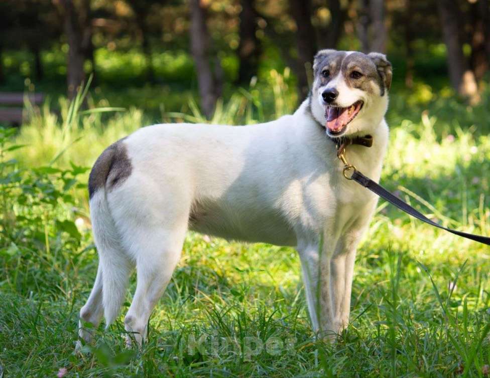 Собаки в Москве: Анита Девочка, Бесплатно - фото 8