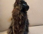 Кошки в Москве: Маленькое чудо Яшенька, милейший черный котенок в добрые руки Мальчик, 10 руб. - фото 5