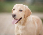 Собаки в других городах Ленинградской области: Палевый щенок лабрадора Девочка, 30 000 руб. - фото 5