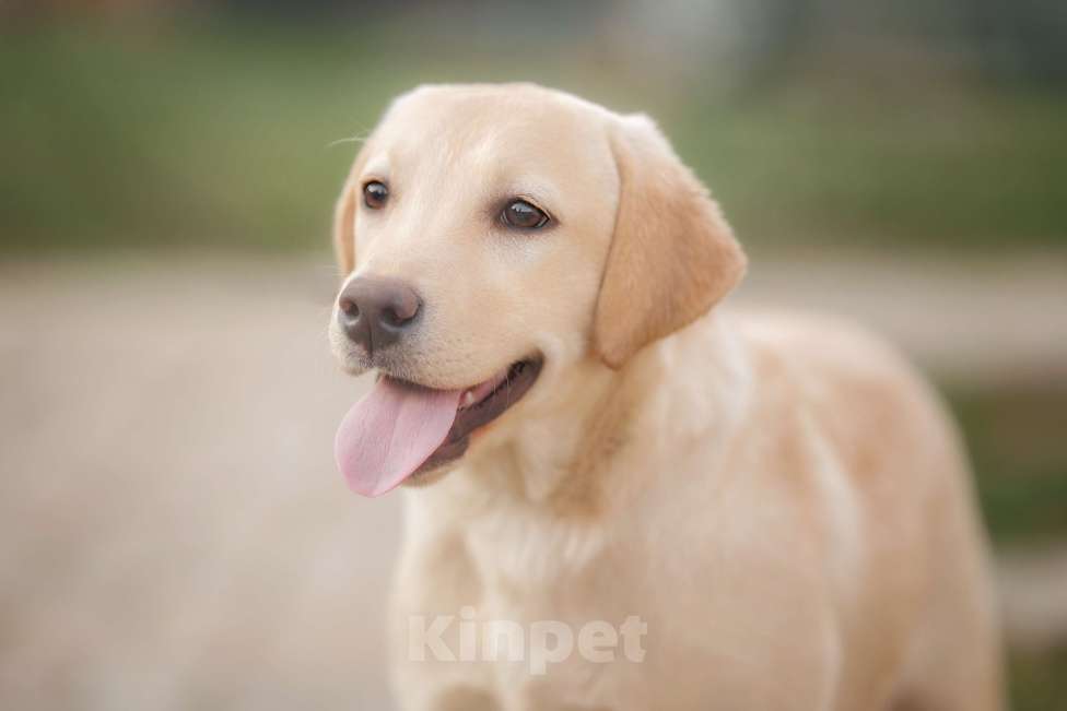 Собаки в других городах Ленинградской области: Палевый щенок лабрадора Девочка, 30 000 руб. - фото 5