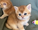 Кошки в Москве: Кошечка золотая шиншилла Девочка, 25 000 руб. - фото 2
