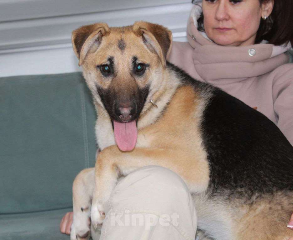 Собаки в Москве: Очень классная девочка Герда щенок овчарки даром Девочка, Бесплатно - фото 2