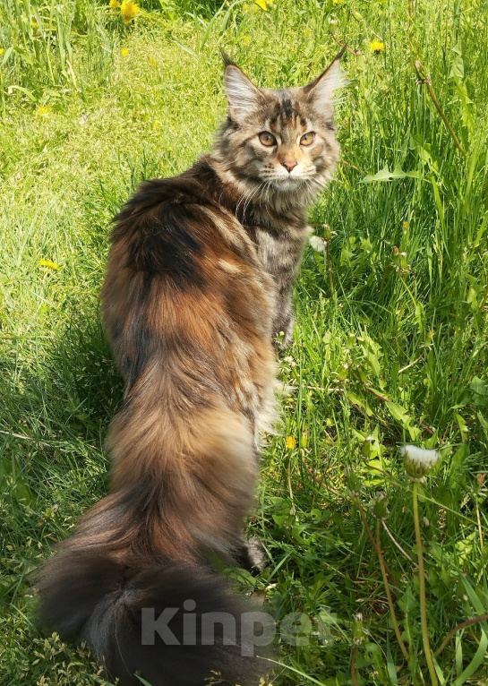 Кошки в Красноярске: Котенок Мейн Кун Девочка, 25 000 руб. - фото 1