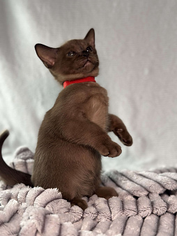 Бурманский котенок