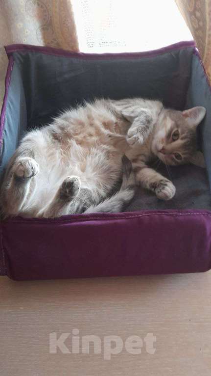 Кошки в Екатеринбурге: Отдам кошку в хорошии руки Девочка, Бесплатно - фото 2