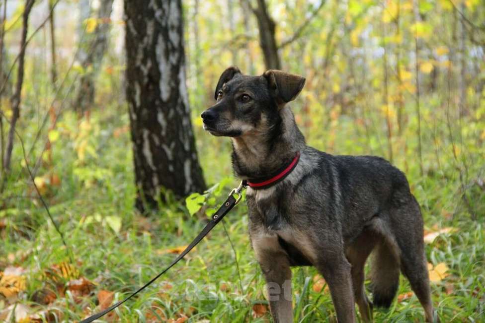 Собаки в Москве: Хильда Девочка, Бесплатно - фото 14