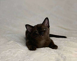 Кошки в Москве: Бурманские котята. Шикарный малыш  Мальчик, 70 000 руб. - фото 2