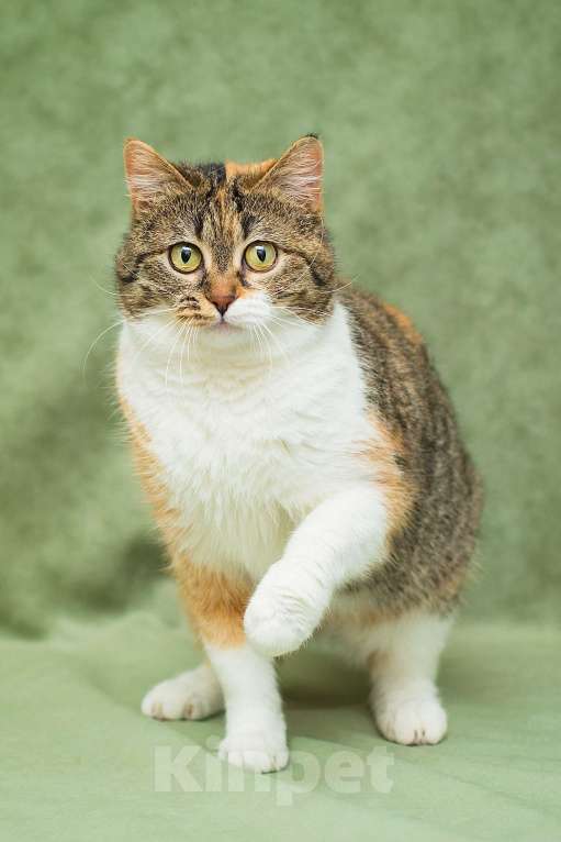 Кошки в Москве: Кошечка Габи в добрые руки Девочка, Бесплатно - фото 2