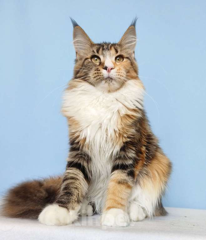 Кошки в Москве: Котята Мейн-Кун от Чемпионов Девочка Девочка, 37 000 руб. - фото 4