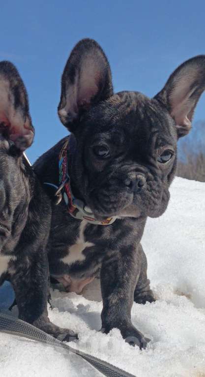 Собаки в Москве: Джеф мальчик тигровый Мальчик, 45 000 руб. - фото 3