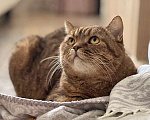 Кошки в Москве: Домашняя кошечка Саванна, породы скоттиш страйт в добрые руки Девочка, 10 руб. - фото 7