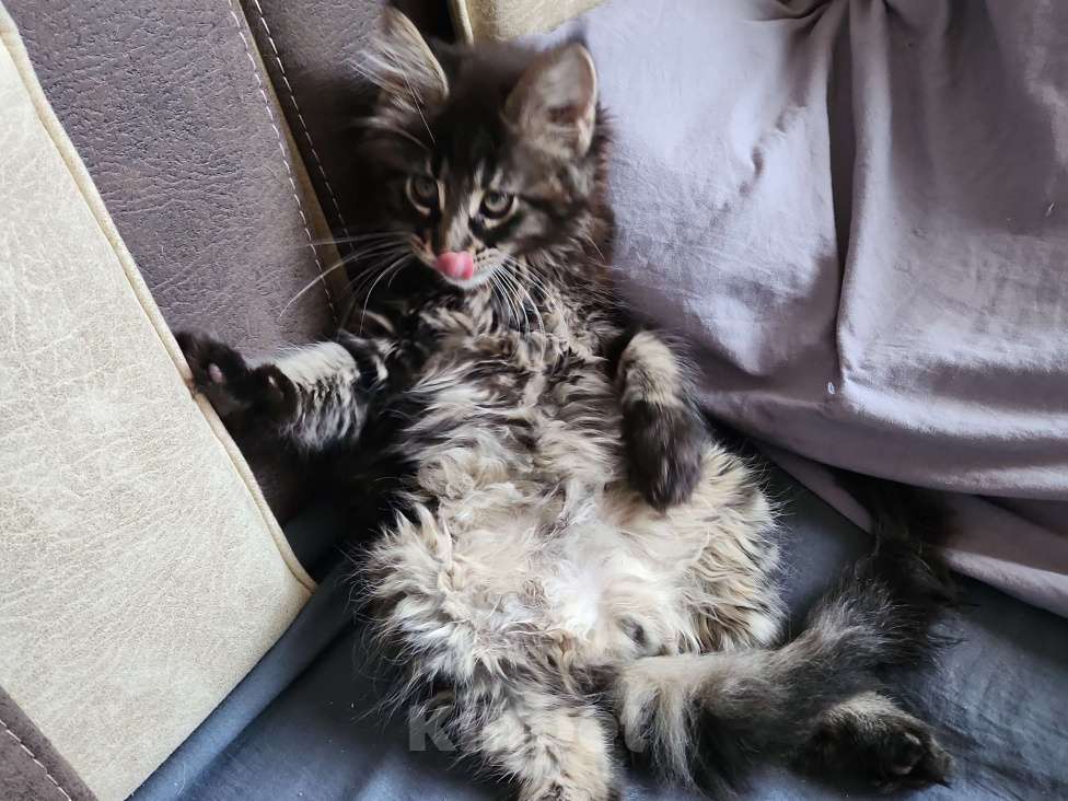 Кошки в Москве: Мейнкун Мальчик, 25 000 руб. - фото 1