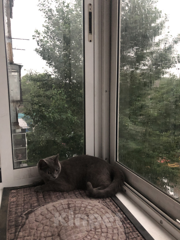 Кошки в Челябинске: Британская кошка  Девочка, Бесплатно - фото 2