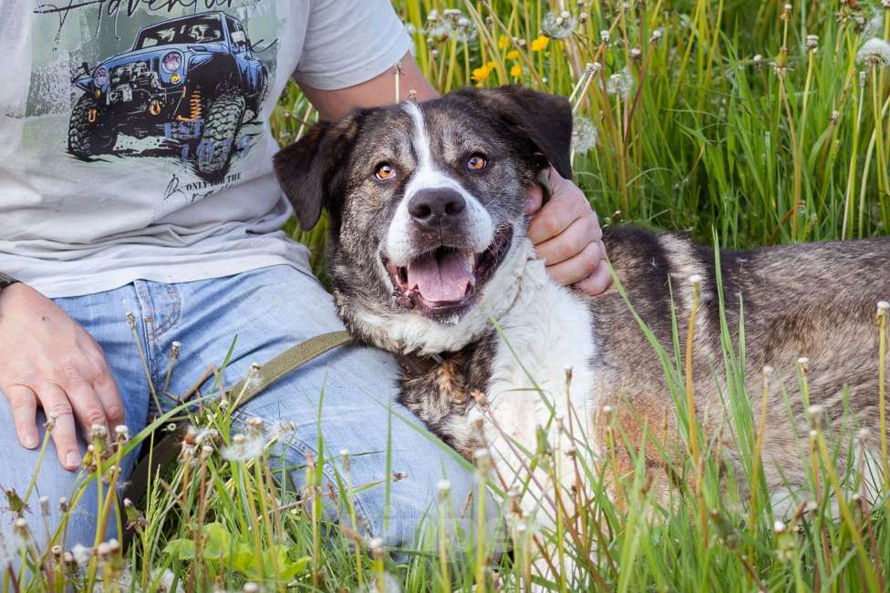 Собаки в Москве: Собака прошедшая СВО и избежавшая усыпления в поисках самого лучшего дома! Девочка, Бесплатно - фото 4