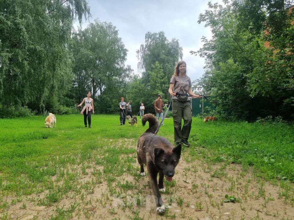 Собаки в Москве: Келли Девочка, Бесплатно - фото 4