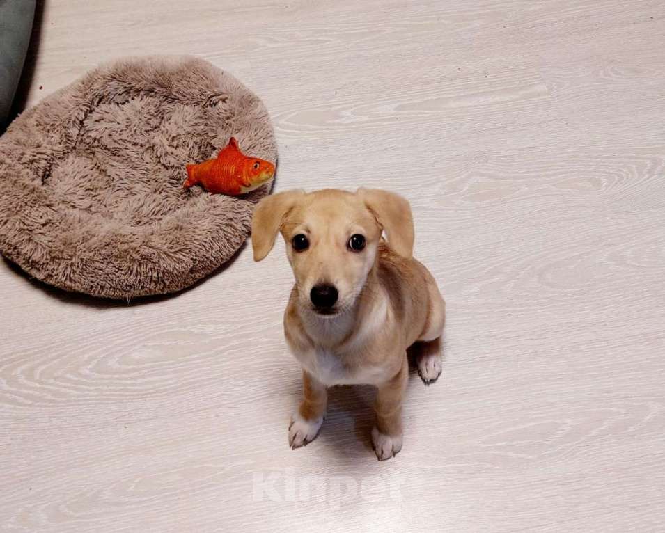 Собаки в Санкт-Петербурге: Очень красивый маленький щенок Девочка, Бесплатно - фото 4