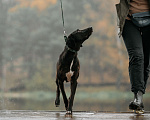 Собаки в Москве: Добрая Нури ищет дом! Метис лабрадора/гончей. Девочка, Бесплатно - фото 2