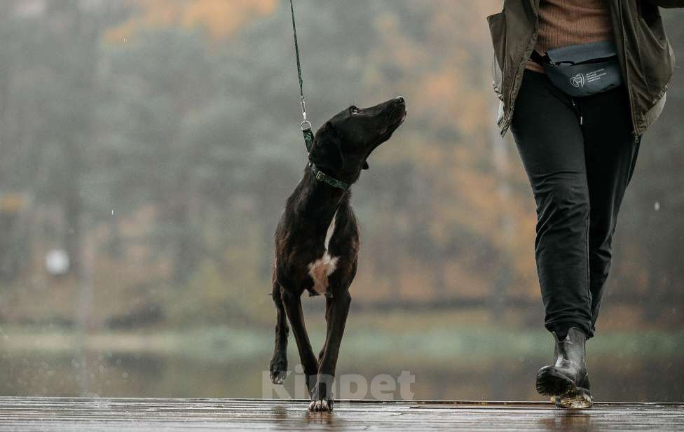 Собаки в Москве: Добрая Нури ищет дом! Метис лабрадора/гончей. Девочка, Бесплатно - фото 2