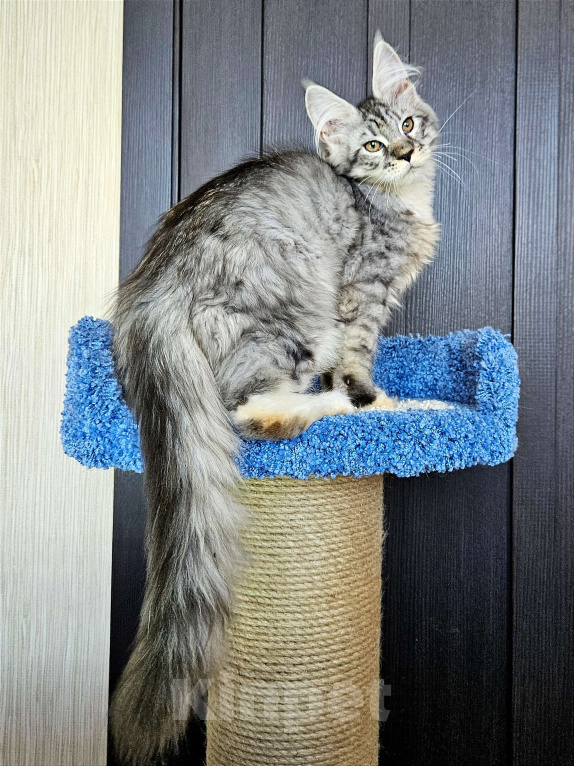 Кошки в других городах Московской области: Котенок Мейн-кун Мальчик, 45 000 руб. - фото 1