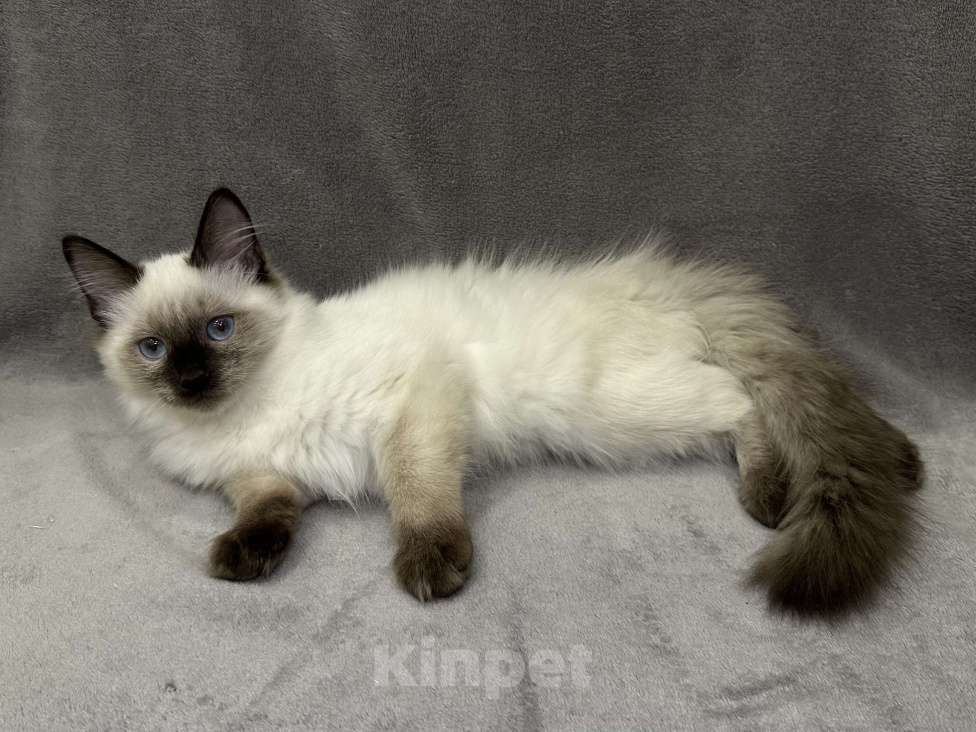 Кошки в Благовещенске: Котенок Невская маскарадная  Мальчик, 43 000 руб. - фото 2