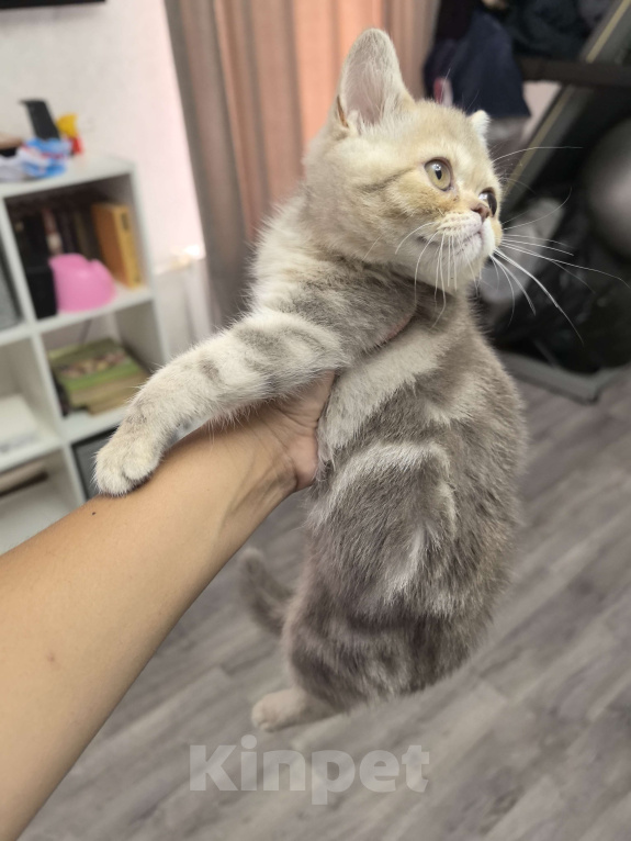 Кошки в Краснодаре: Котята от золотого шиншиллы Девочка, 8 000 руб. - фото 2