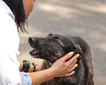 Собаки в Санкт-Петербурге: Ищет дом собака утонченной красоты Девочка, Бесплатно - фото 3
