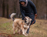 Собаки в Москве: Милашка Буся ждëт тебя.  Девочка, Бесплатно - фото 4