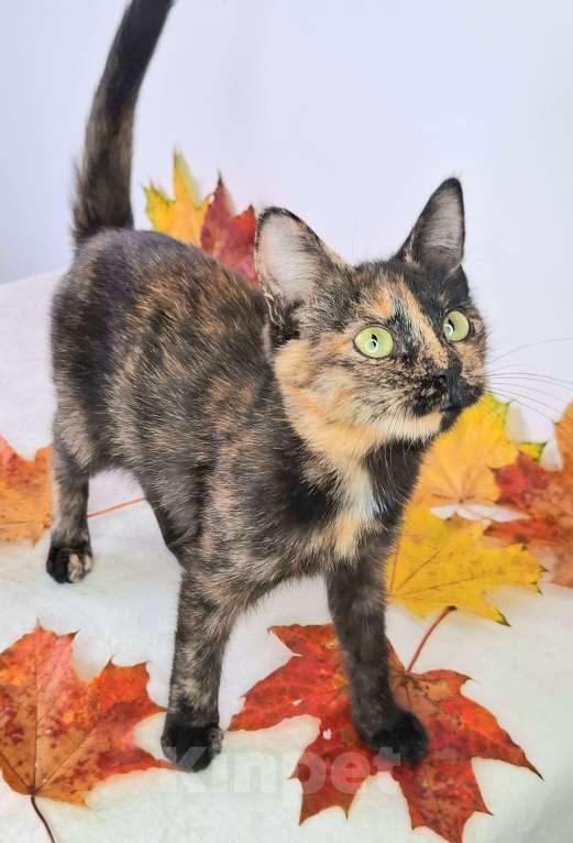 Кошки в Москве: Огненный котёнок в добрые руки  Девочка, Бесплатно - фото 3